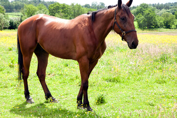 Obraz premium Horse, a hoofed herbivorous mammal of the family Equidae.Before the advent of mechanized vehicles,was widely used as a draft animal and riding on horseback was one of the chief means of transportation