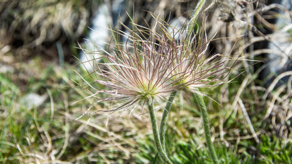 Wild flower, Suva Planina (The dry mountain), Serbia