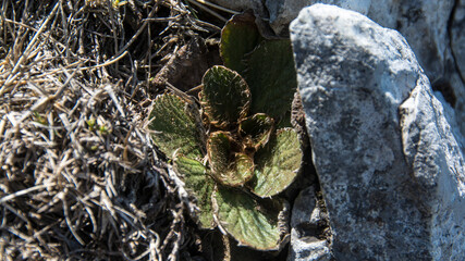 Green wild plant, Suva Planina (The dry mountain), Serbia
