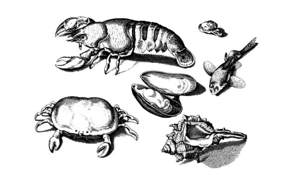 Vector Illustration of Sea Creatures 