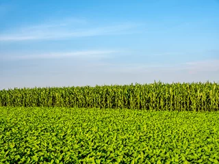 Schilderijen op glas Green ripening soybean field, agricultural landscape © oticki