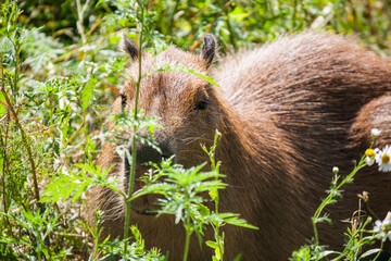 Fototapeta na wymiar Large brown capybara in the field