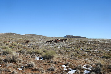 A herd of wild horses roaming the vast desert terrain in northeastern Arizona.