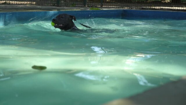Pit bull dog swimming in the pool in the park. Sunny day in Rio de Janeiro.