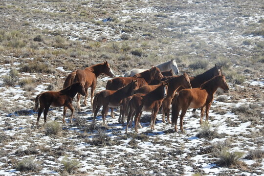 A herd of wild horses roaming the vast desert terrain in northeastern Arizona.