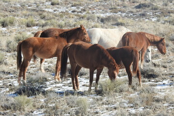 A herd of wild horses roaming the vast desert terrain in northeastern Arizona.