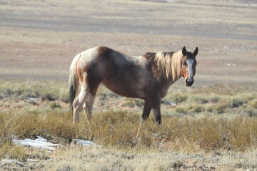 A wild horse enjoying a beautiful winter day in the northeastern Arizona desert. 