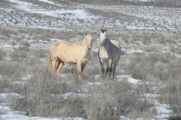 Wild horses roaming the vast desert terrain of northeastern Arizona.