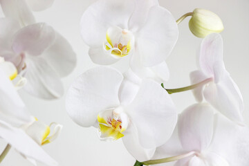 Fototapeta na wymiar close up of blooming white orchid flower bouquet