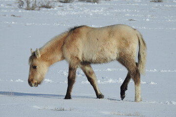 Naklejka premium A young wild horse enjoying a beautiful winter day in the northeastern Arizona desert.