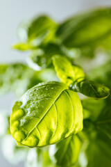Fresh Basil leaves with water drops
