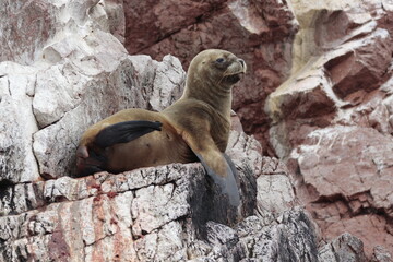 León marino relajado