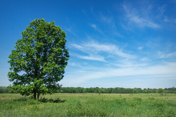 A lone tree stands tall in a field with blue skies and light clouds above.  Copy space to the right.