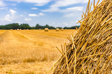 Fototapeta na wymiar Round straw bales on farmland. Golden haybales hay bales in the field from farming on harvested field.