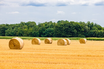 Round straw bales on farmland. Golden haybales hay bales in the field from farming on harvested...