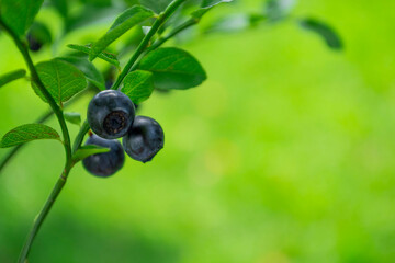 Wild forest blueberry on the bush with copy space.