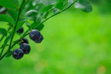 Blueberries are hanging on the bush. Background with blueberries and large copy space.