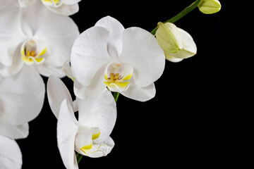 Naklejka na ściany i meble close up of white orchid flower bouquet on black background
