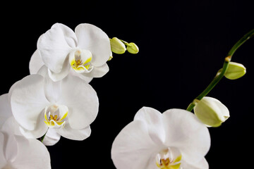 close up of white orchid flower bouquet on black background