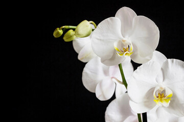 Fototapeta na wymiar close up of white orchid flower bouquet on black background