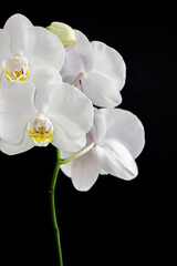 Obraz na płótnie Canvas close up of white orchid flower bouquet on black background