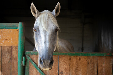 Horse in the stable. White horse portrait.