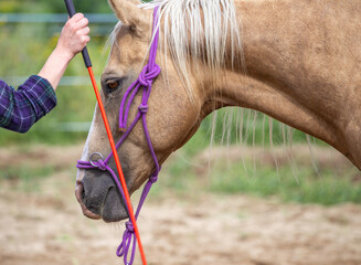 Training, exercises with the horse. Close up portrait of a horse, whip, rider. Working from the...