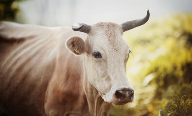 Portrait of a horned cow.