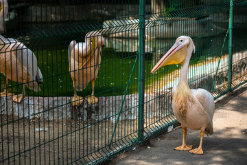 beautiful pink pelicans in the Odessa zoo birds in captivity