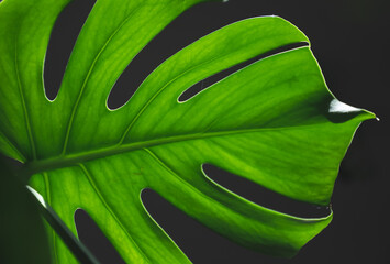 Closeup image of monstera's leaf. Big isolated monstera leaf on dark bakcground. Tropical monstera leaf.
