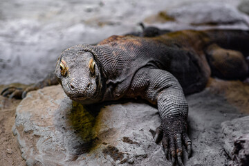 The Komodo dragon, also known as the Komodo monitor, is a member of the monitor lizard family Varanidae that is endemic to the Indonesian islands of Komodo, Rinca, Flores, and Gili Motang.