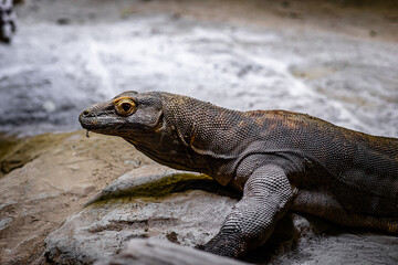 The Komodo dragon, also known as the Komodo monitor, is a member of the monitor lizard family Varanidae that is endemic to the Indonesian islands of Komodo, Rinca, Flores, and Gili Motang.