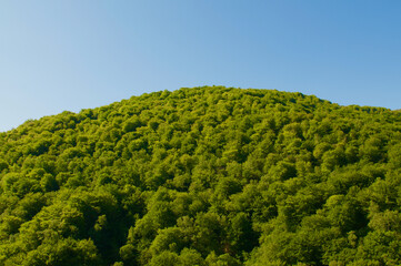 Lush Chestnut Woodland in Switzerland