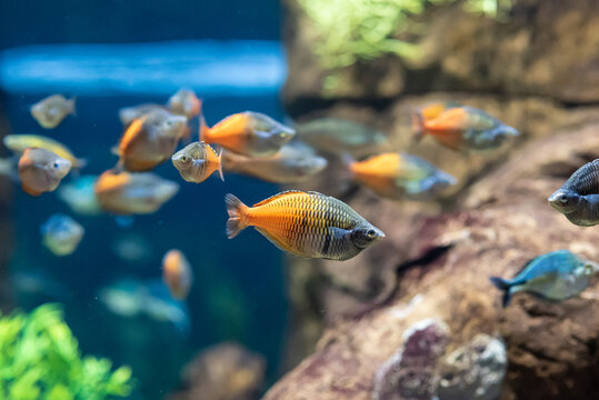 School of Boeseman’s Rainbowfish in aquarium.