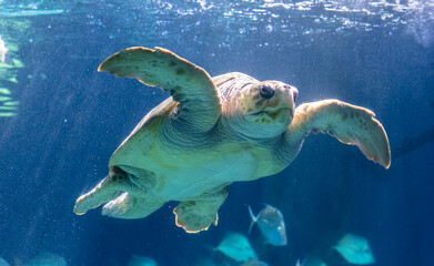 Sea turtle is swimming in aquarium tank.