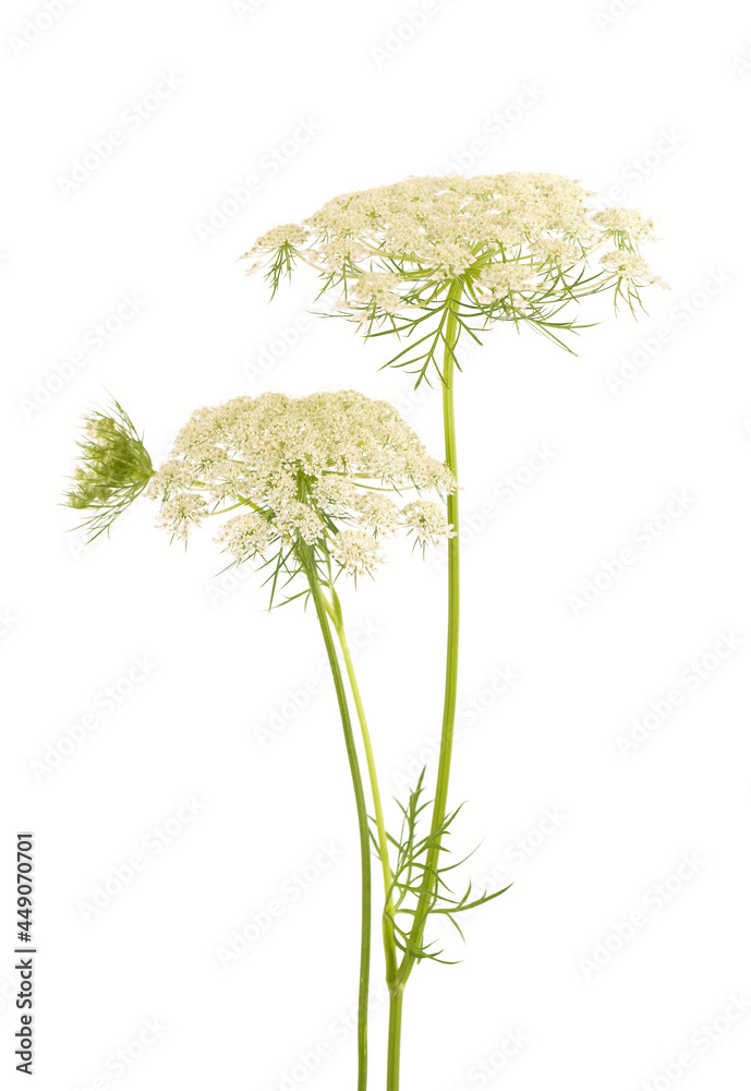 Wall mural Wild carrot or Daucus carota, flowers isolated on white background. Medicinal herbal plant.