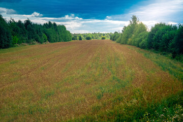rural landscape, small field of forage crops among the forest