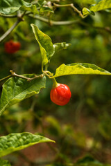 Papryka chili czerwona, owoc mały na roślinie w sadzie.