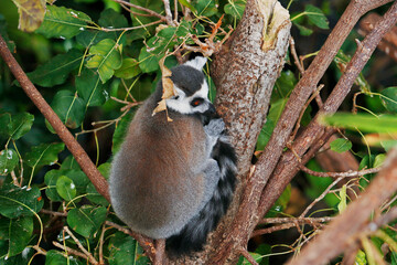 The ring-tailed lemur sitting on atree, is a large strepsirrhine primate,  black and white ringed tail. It belongs to Lemuridae