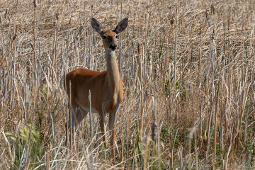 Whitetail Deer Doe in Idaho in Summer