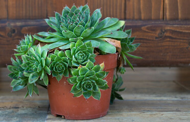 Houseleek plant in a red plastic flower pot, wooden background