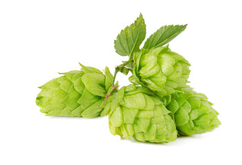 Fresh green hops branch, isolated on a white background. Hop cones with leaf. Organic hop flowers....