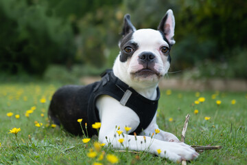 Boston Terrier puppy lying on grass holding a twig, she is looking at the camera. She is wearing a...