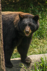 Black bear 