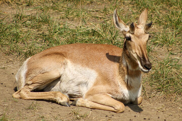 Naklejka na ściany i meble Pronghorn antelope 