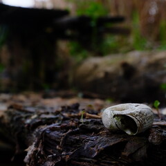 closeup old snail shell on an overgrown board in the forest