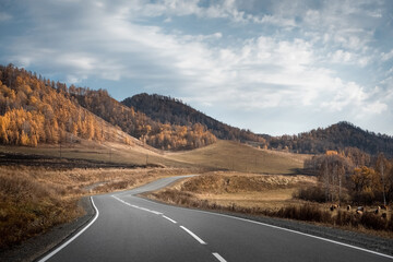 Autumn mountain road landscape. Altai.