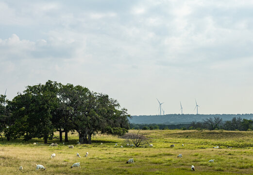 Nature and Windturbines