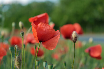 open bud red poppy flowers by the road - close up blurred background