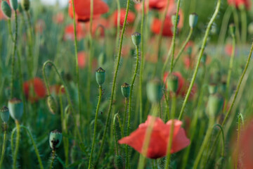 red poppy flowers cocoon - blurred background